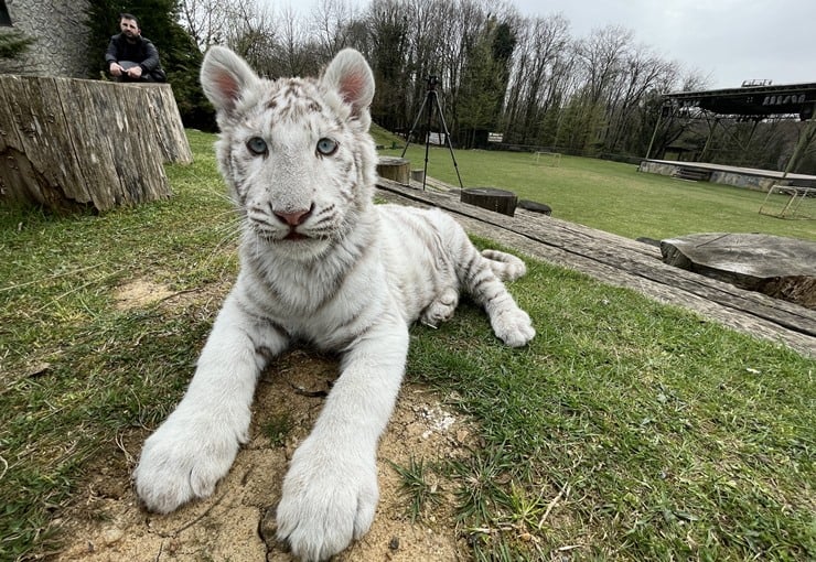 20220413-albino-bengal2-aa