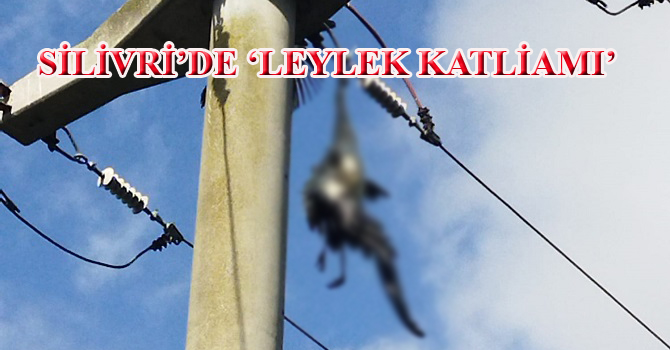 leylek katliamı